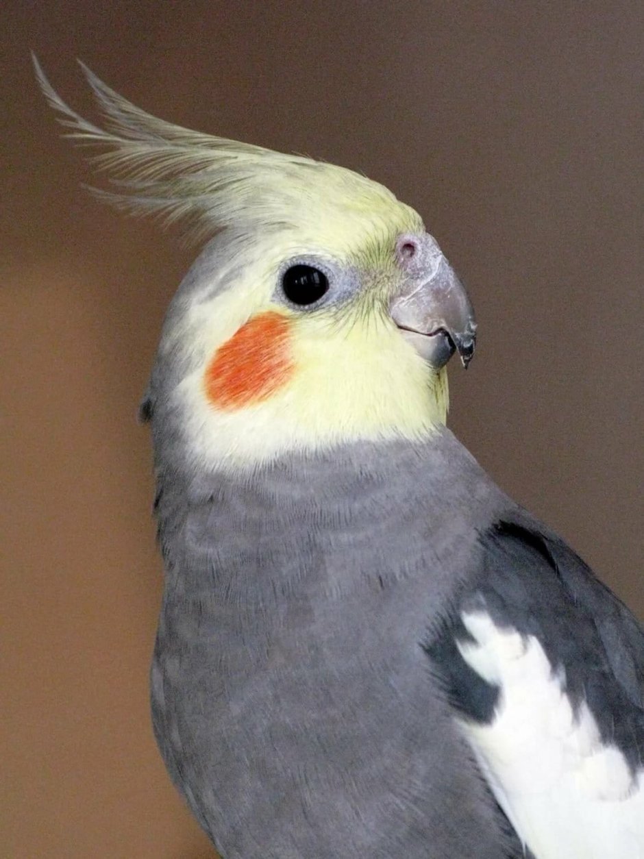 Попугай корелла в природе