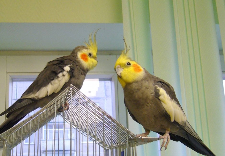 Попугай корелла белощекий