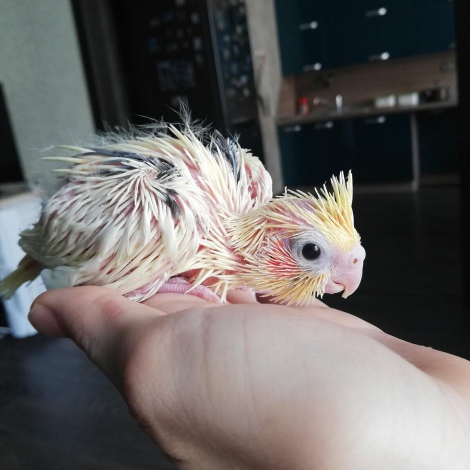 Попугай корелла в природе