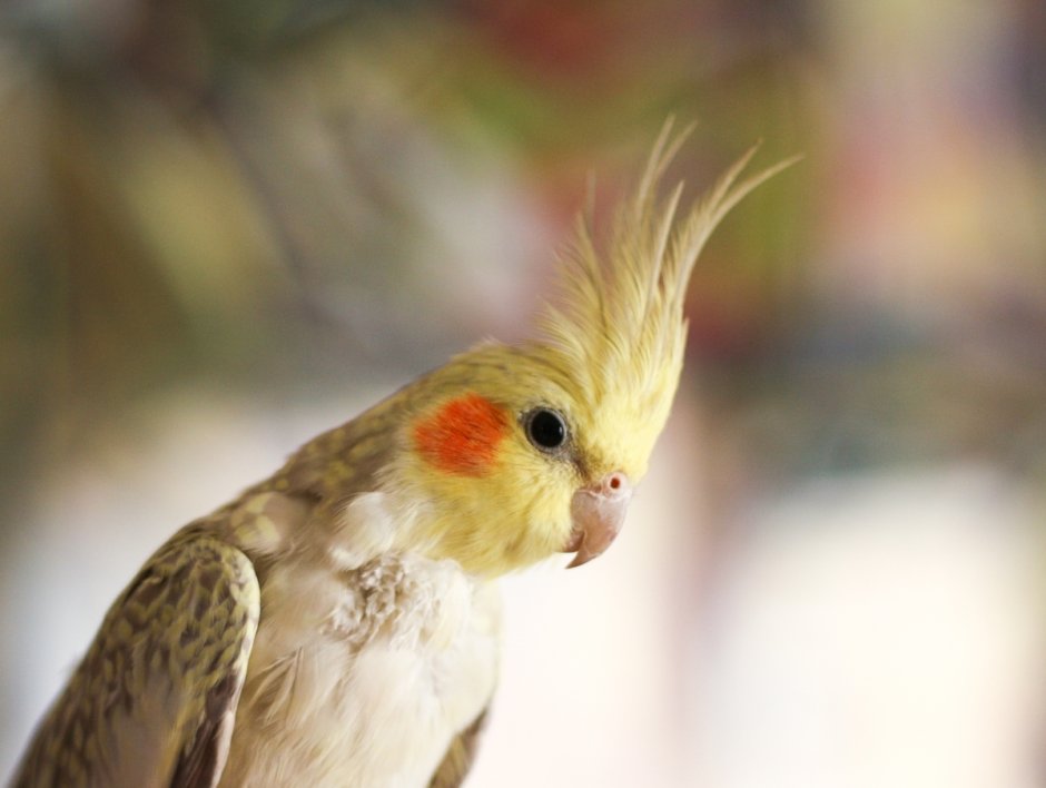 Нимфа корелла попугай