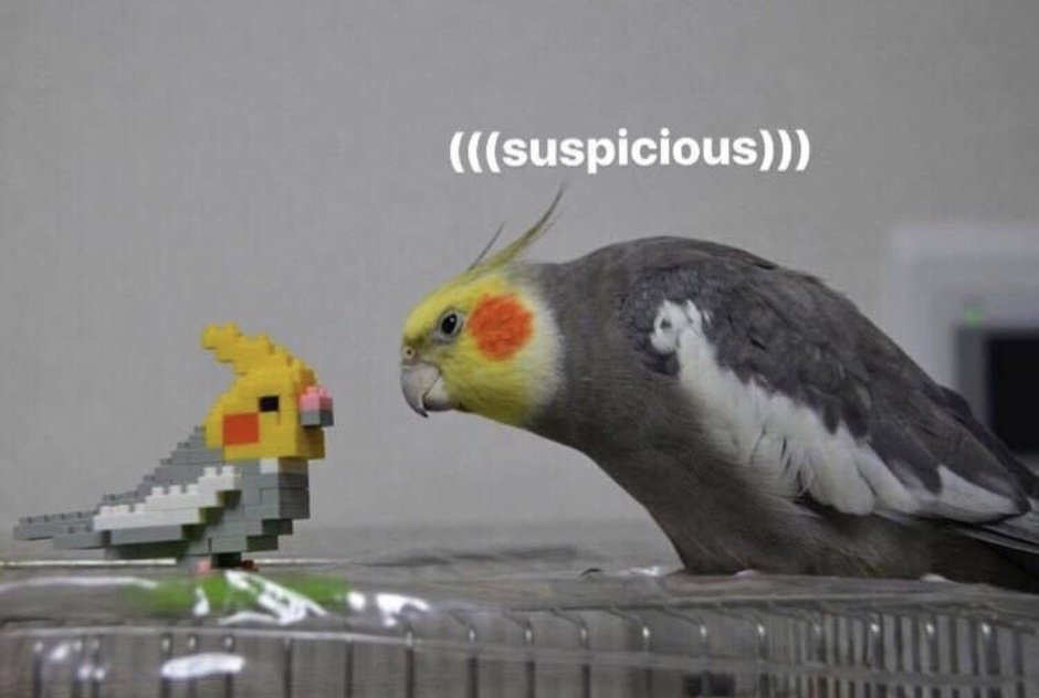 Расцветки кореллы попугая