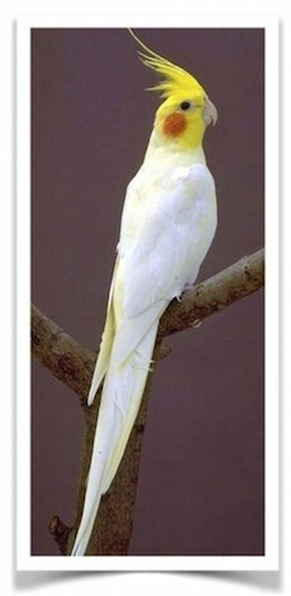 Попугайчик корелла 4к