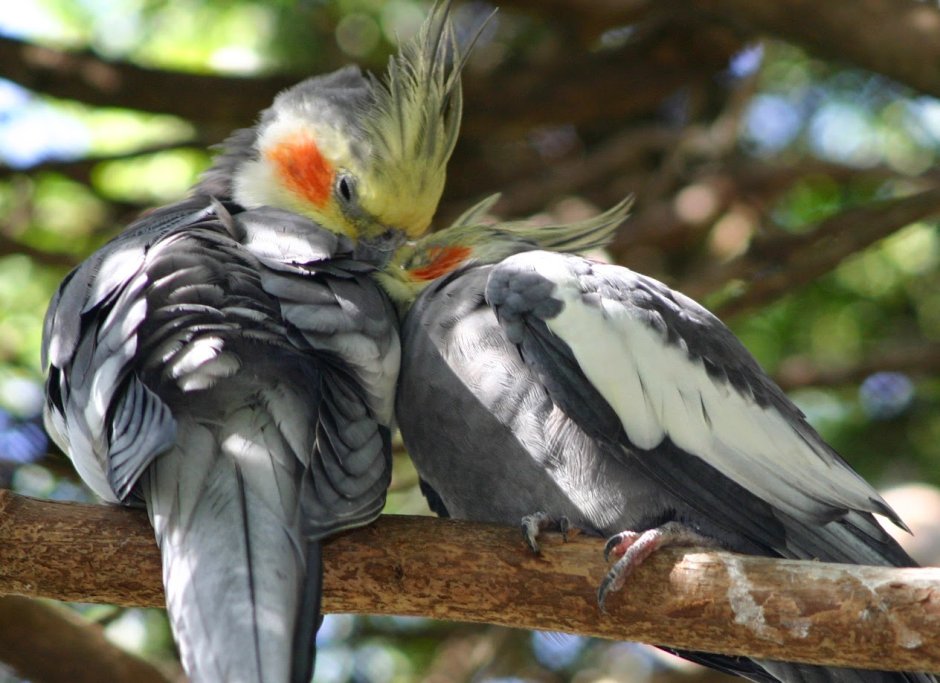 Попугай корелла в Австралии