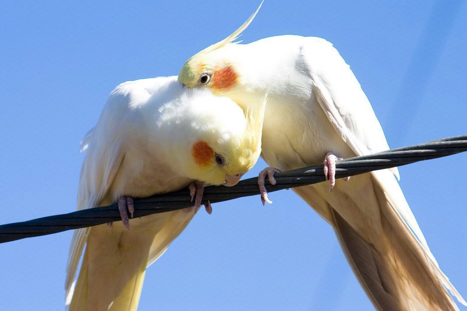 Птица корелла