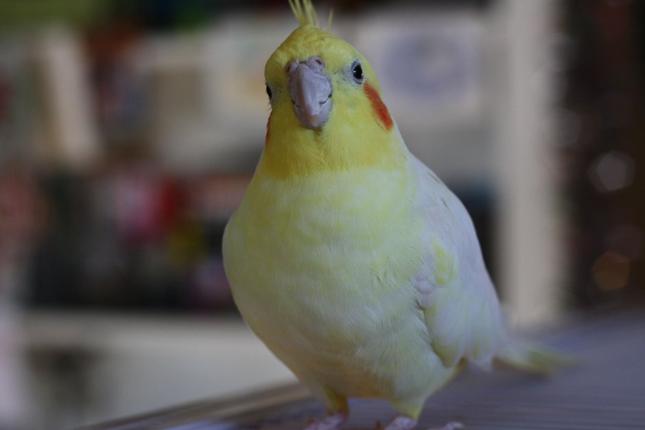 Попугай корелла Какаду