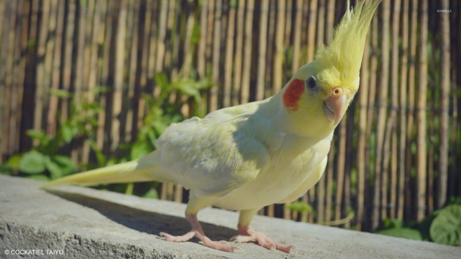 Попугай корелла фото