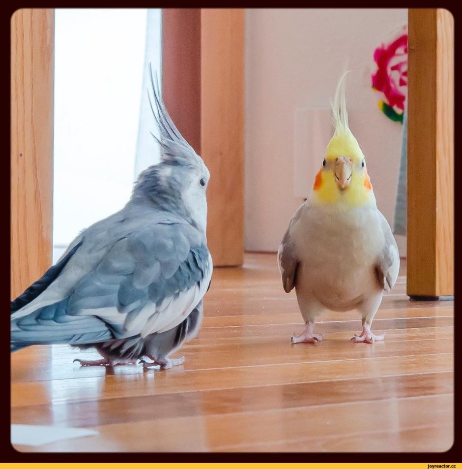 Попугай корелла мемы