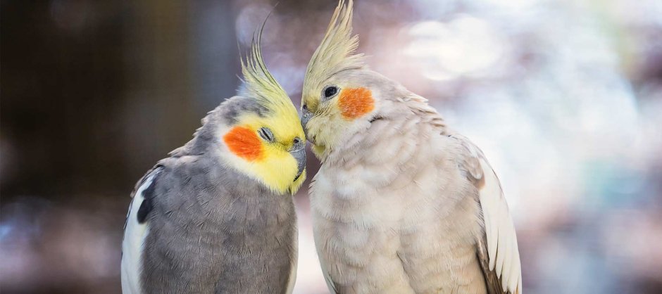 Керала попугай