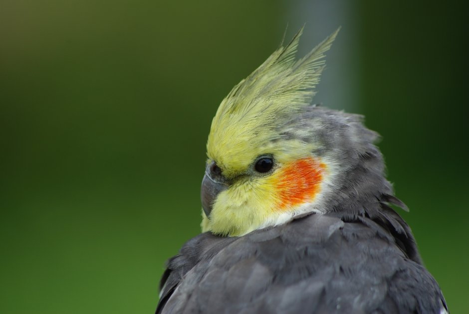 Попугай корелла Какаду