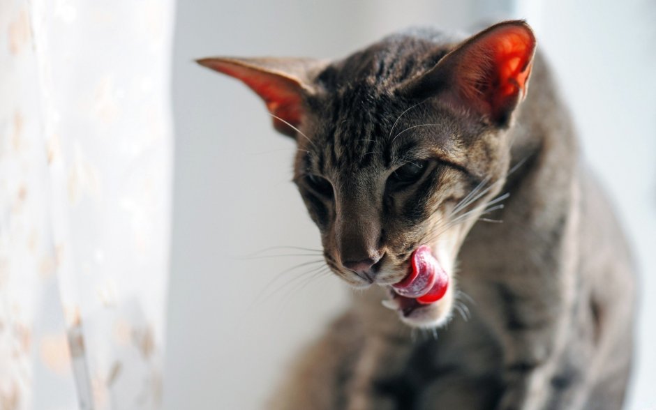 Худая кошка