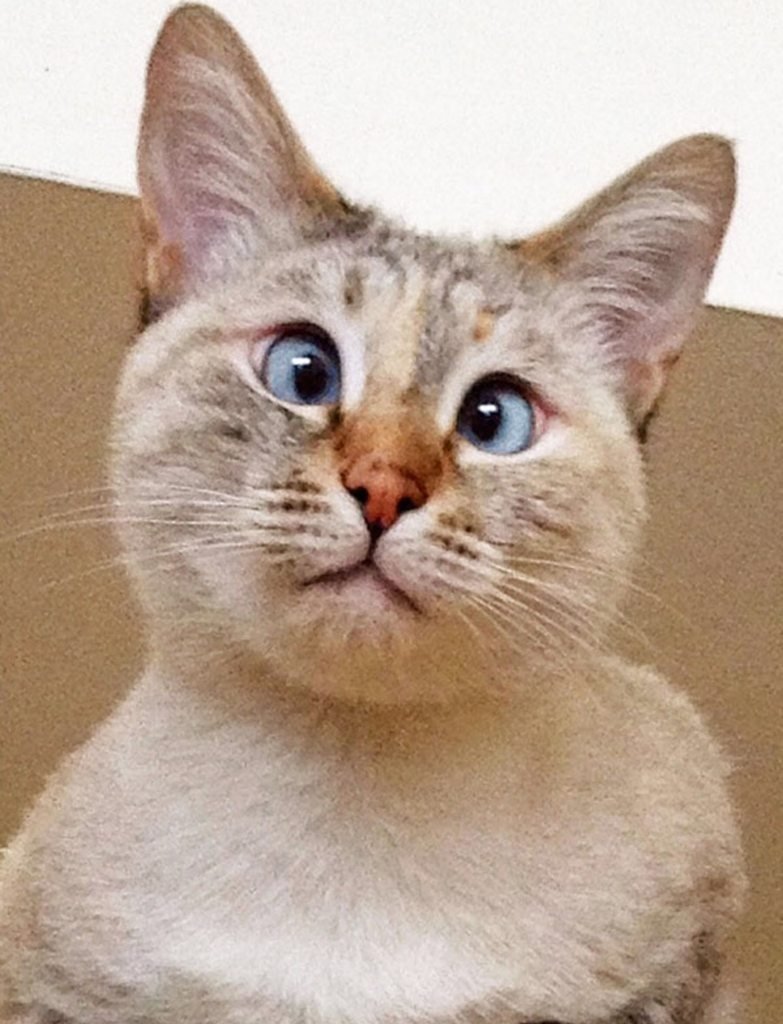 Белый котёнок сохры