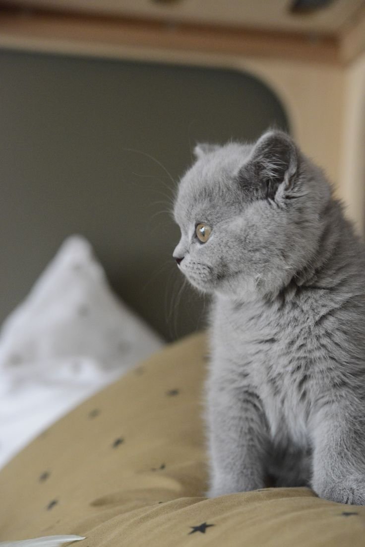 Скраппи кот с витилиго