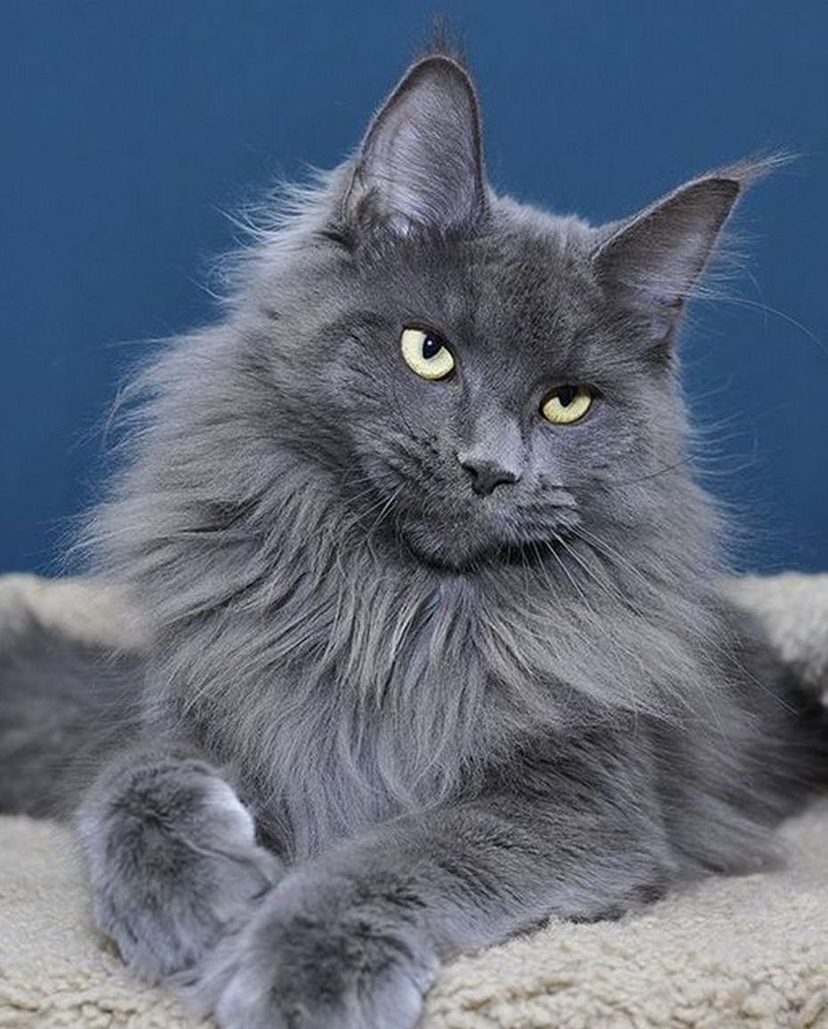 Котя Эстетика