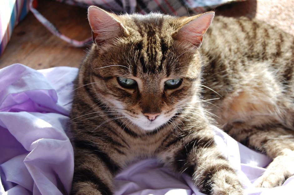 Бусая кошка фото