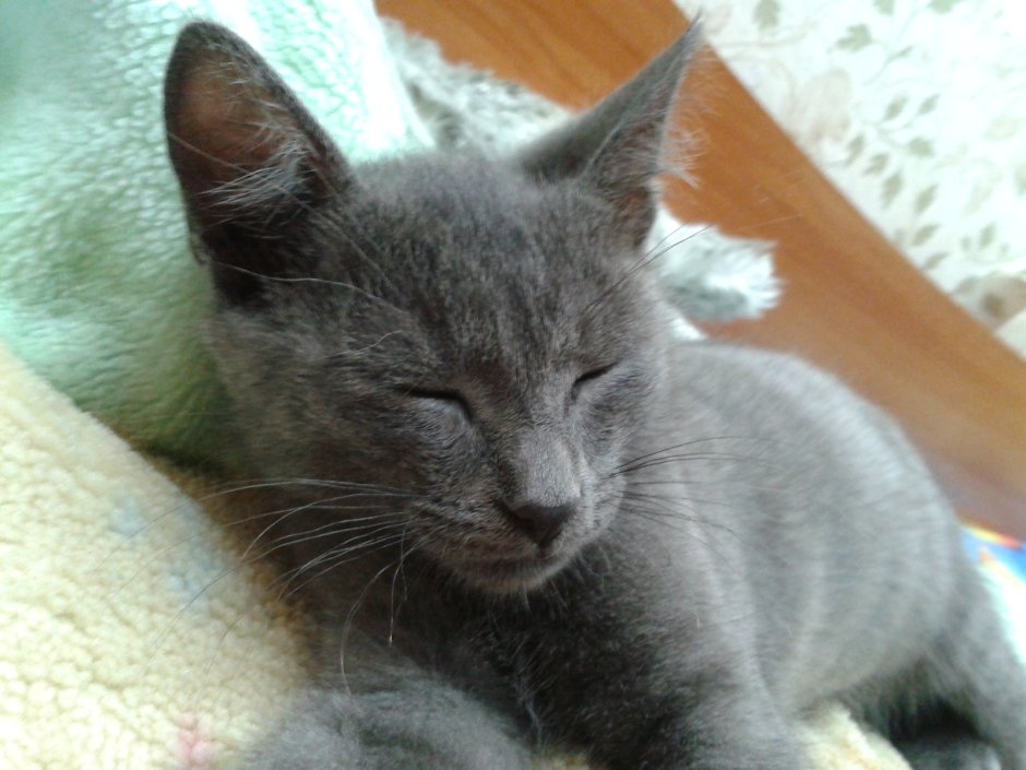 Шартрез кот полосатый