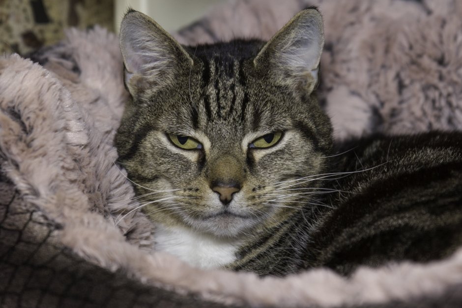 Кошка домашняя