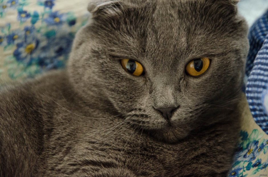 Котята породы Мейн кун