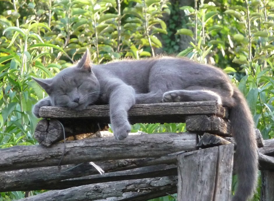 Косоглазый кот Джарвис