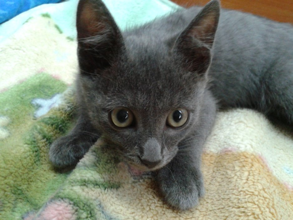 Карина Одинцова