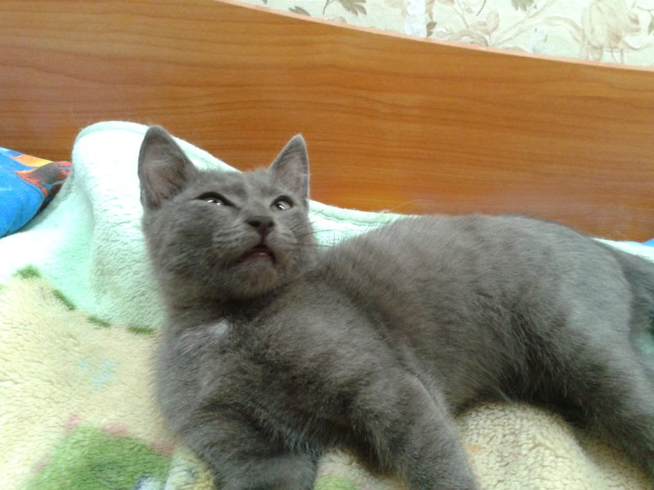 Бусый окрас