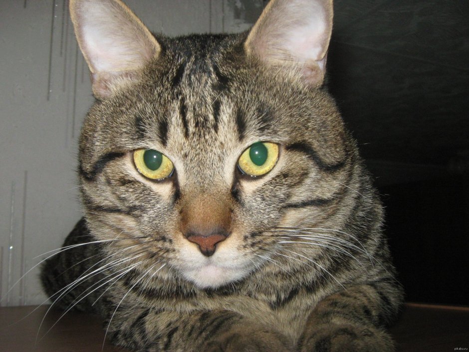 Бусый цвет у кошек