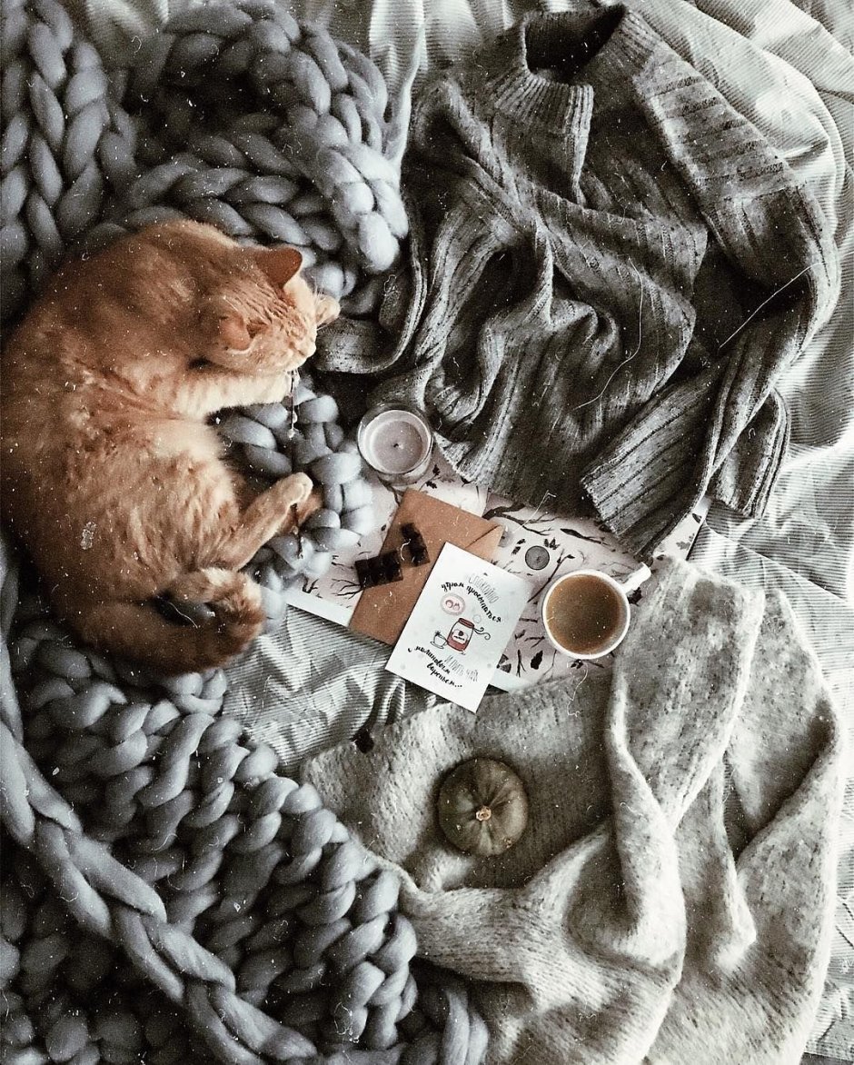 Кошка европейская короткошерстная серая полосатая