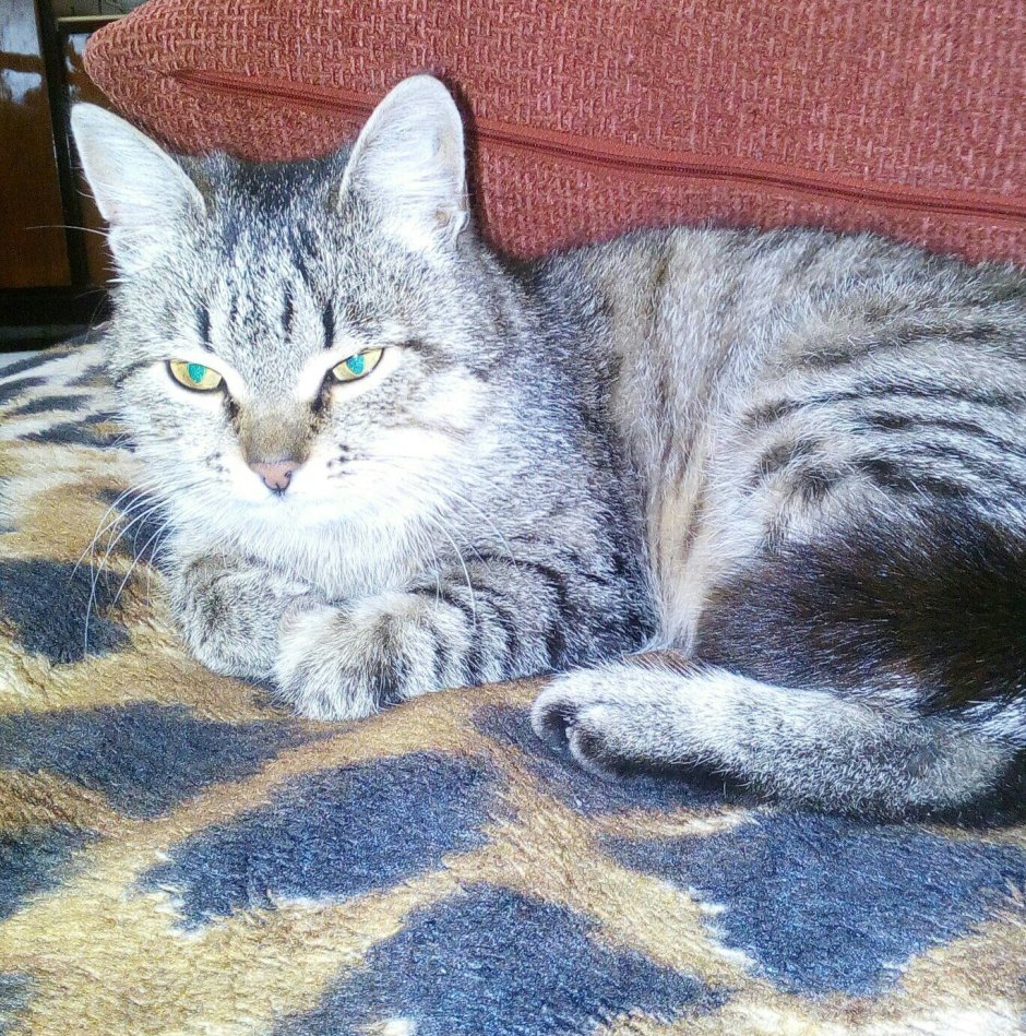 Казанский кот порода