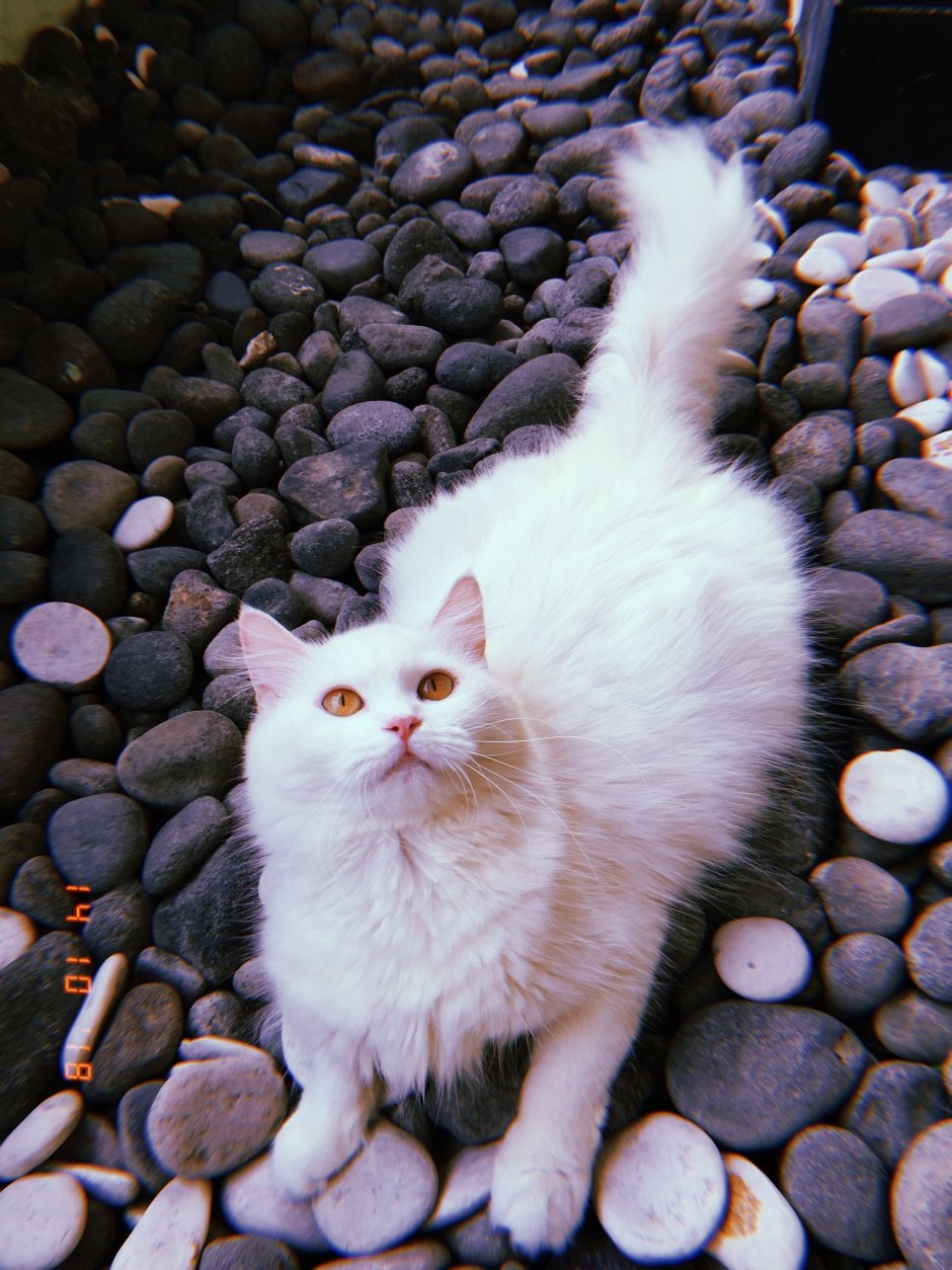 Самая красивая кошка в мире 2021