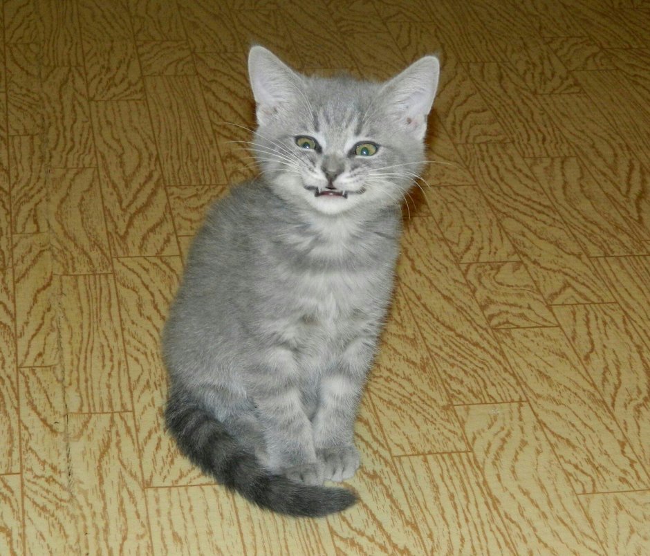 Бусый цвет у кошек