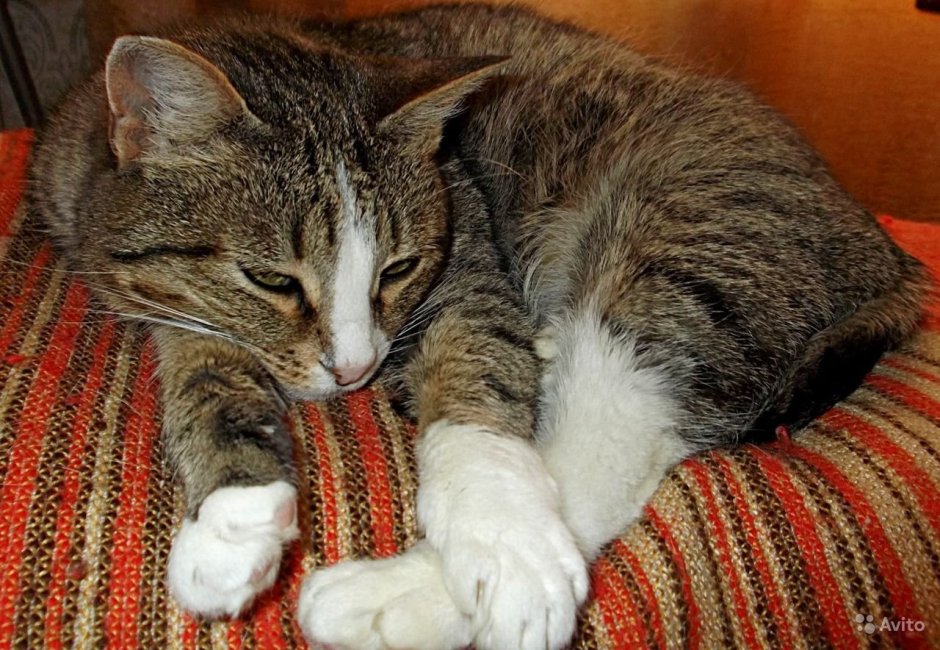 Спасибо от кошки Муси