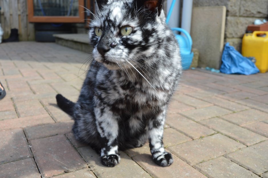 Фото кошек история