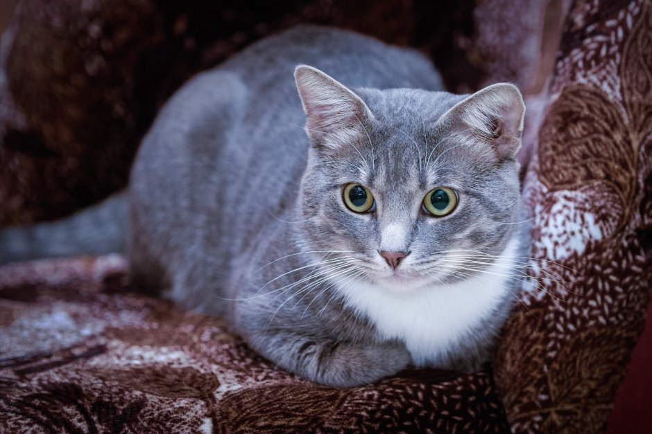 Спокойной ночи мемы коты