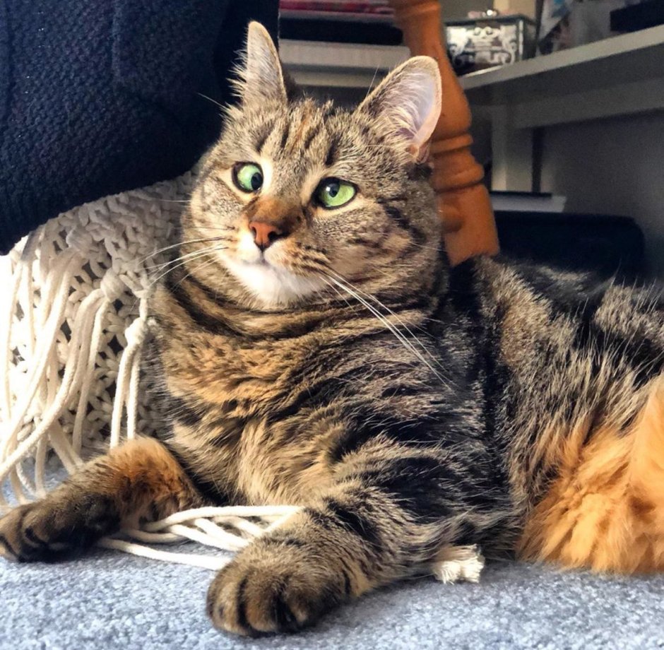 Кошка Оливия