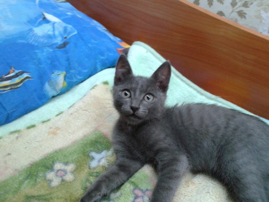 Полосатая кошка