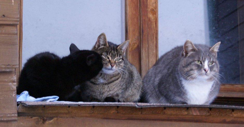 Идеи для постов с кошками