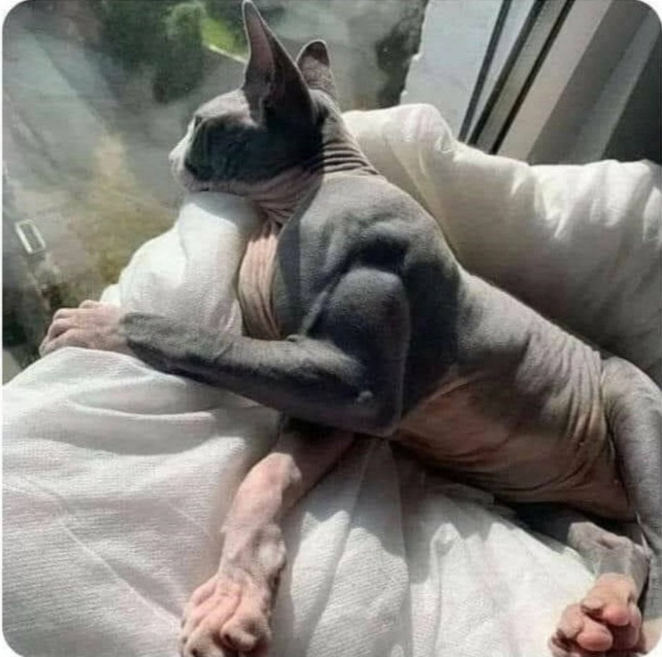 Кошка шатенка