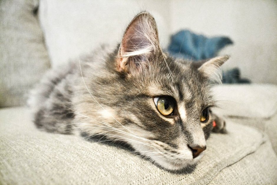 Обои на рабочий стол Шлепа кот