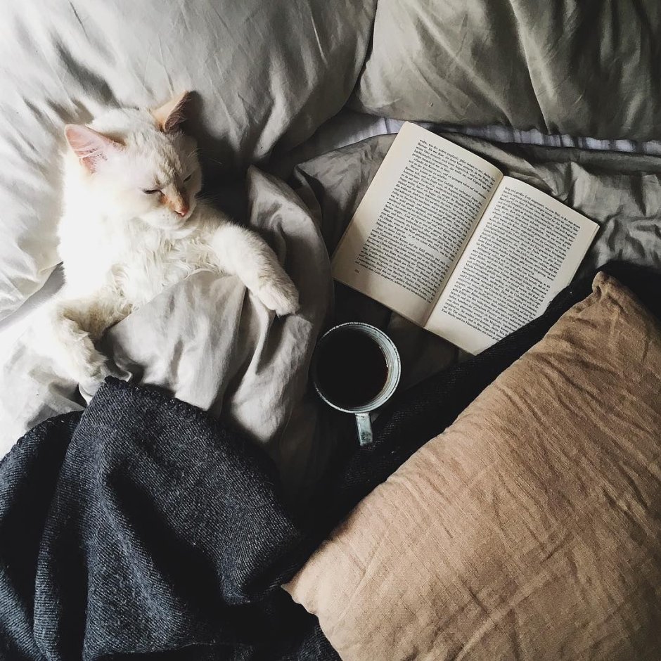 Порода Фелис Катус