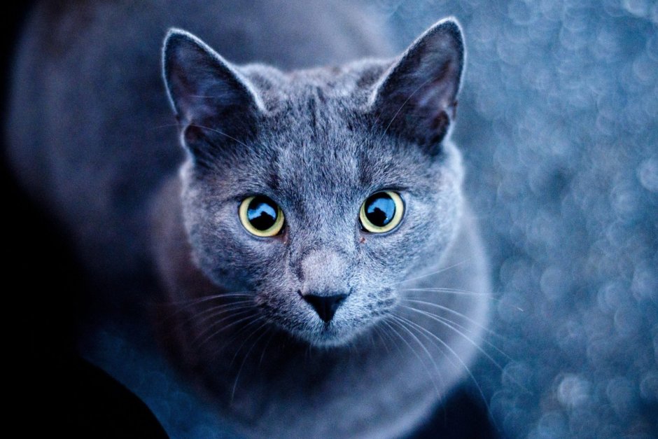 Голубой Мейн кун