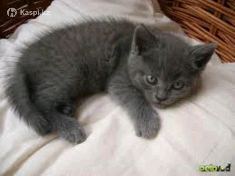 Серый британец котенок