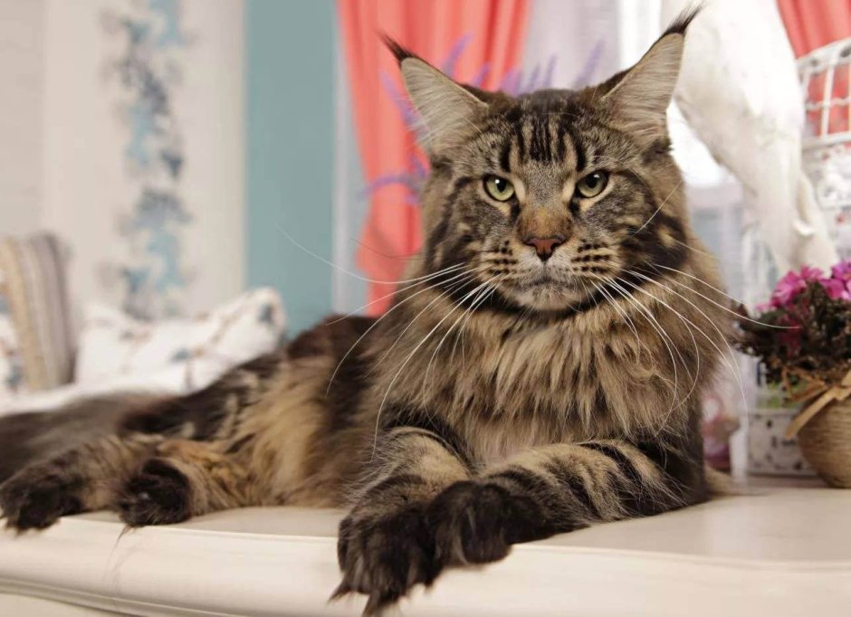 Толстый кот британец