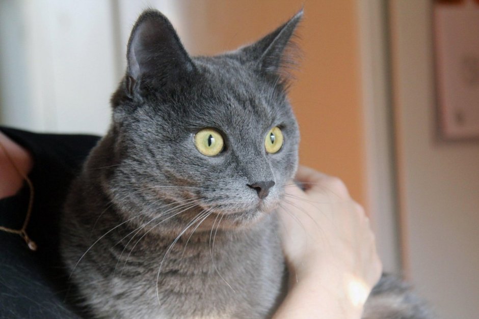 Русская голубая кошка черная