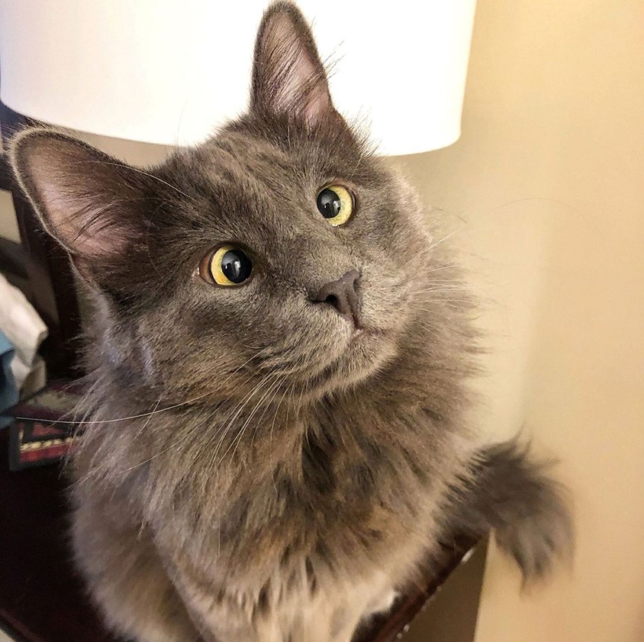 Белые коты Эстетика