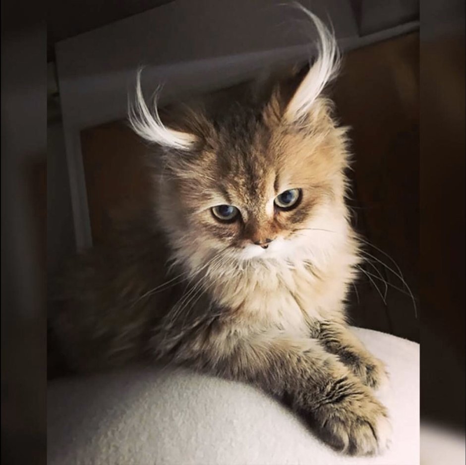 Третий лишний 3 котики