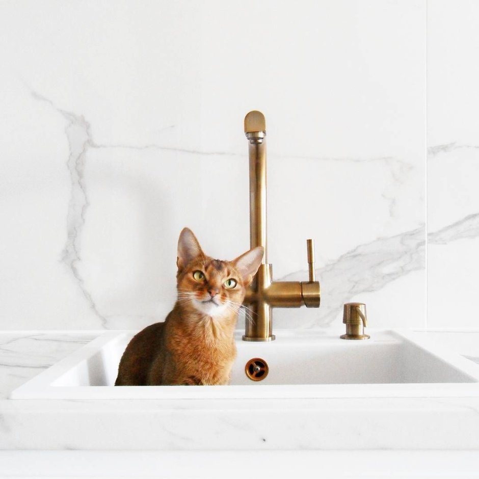 Милый котик на руках