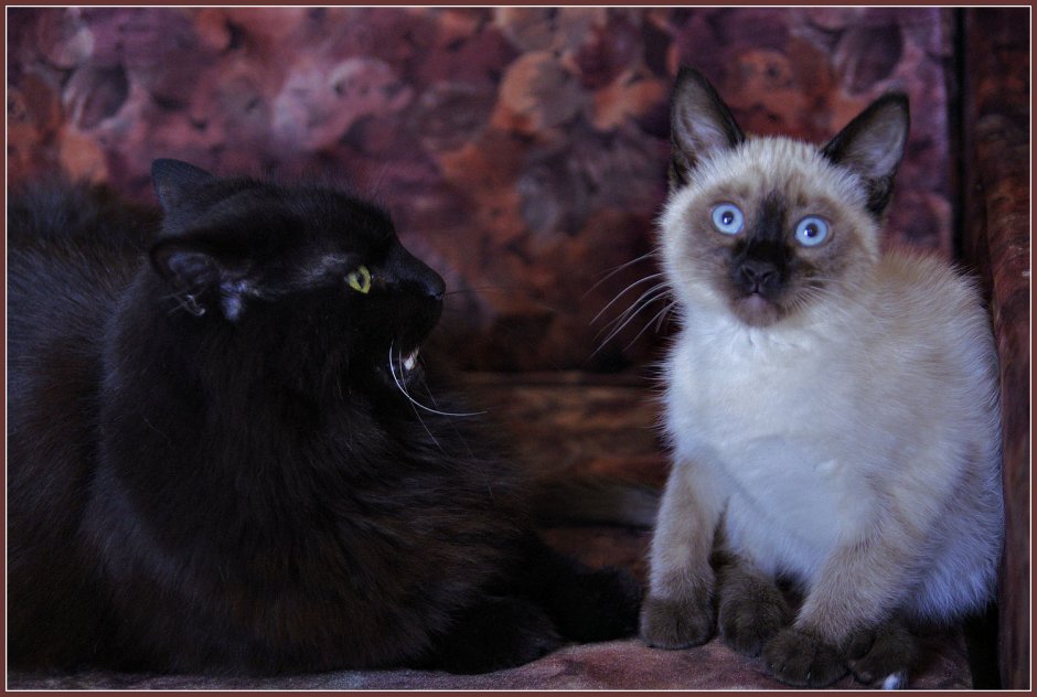 Кот селфи Мем