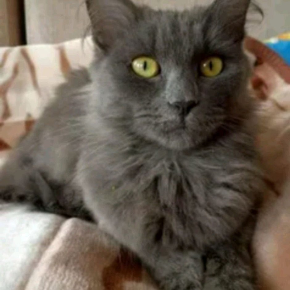 Пятнистый кот Инстаграм