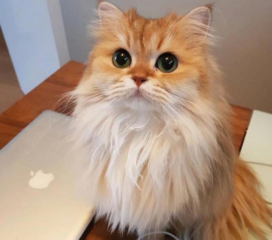 Кошка с косыми глазами