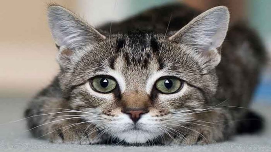 Красивые кошки