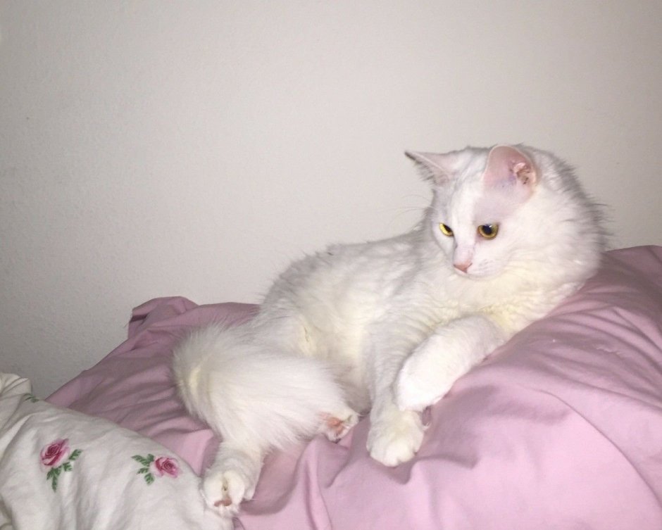 Кот катается на лыжах